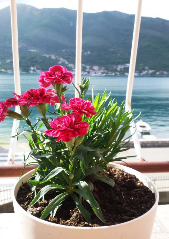 Apartmani Ivana Tivat Exterior photo